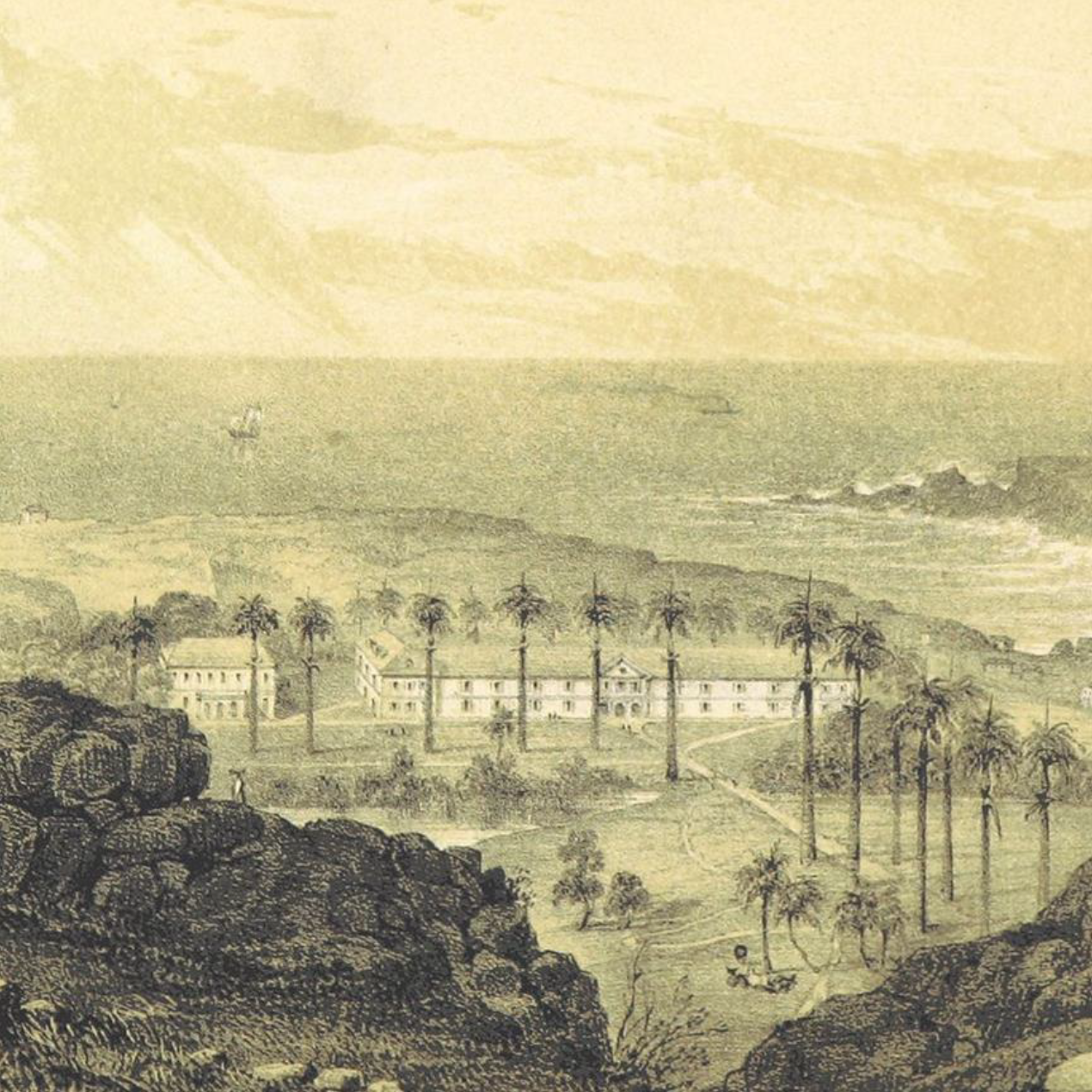 Plantation image