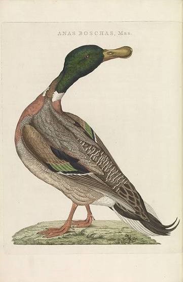 Mallard, All Souls College