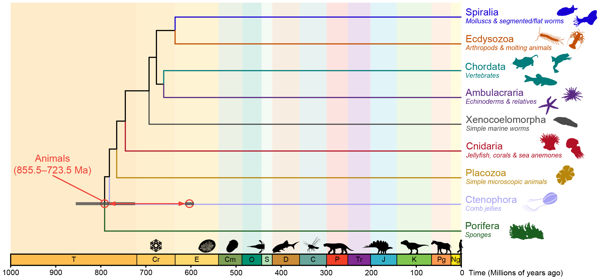 Estimated timeline for the origin of animals based on molecular clock analyses. 