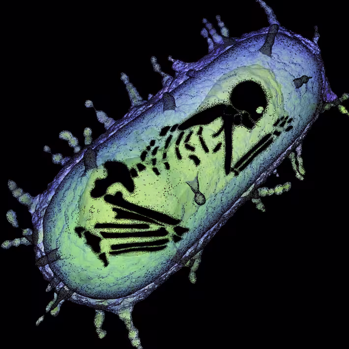 Image of a skeletal figure within a cell like structure