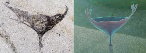 Haootia like fossil composite