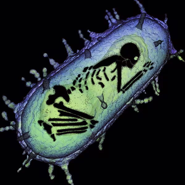Image of a skeletal figure within a cell like structure
