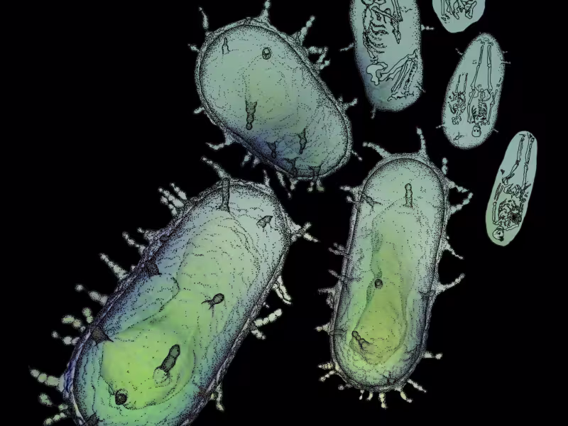 Plague image by Katherine Hearne